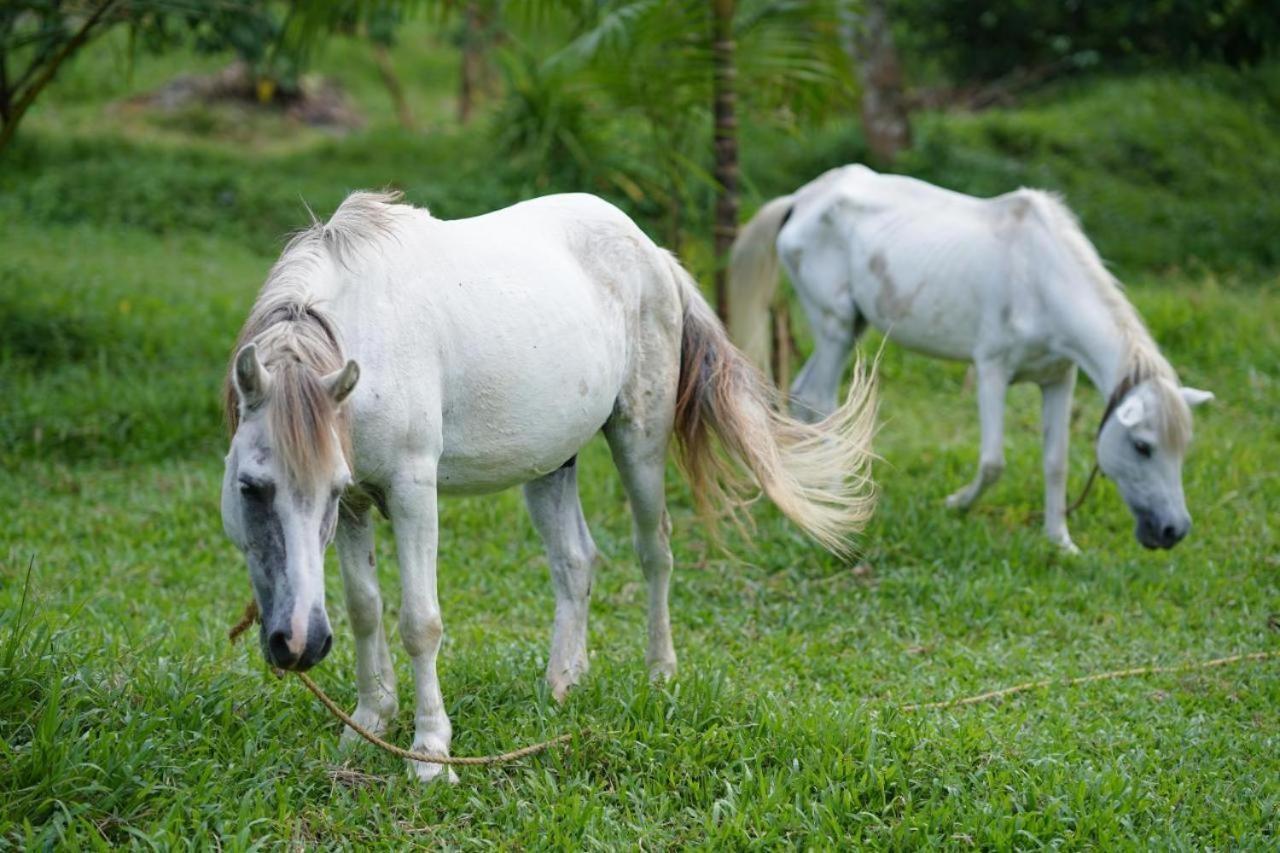 Carmel Tourism Village Kotamangalam Exteriér fotografie